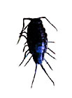 photo de ligie d'Italie, Ligia italica